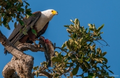 African fish eagle with fish, Botswana